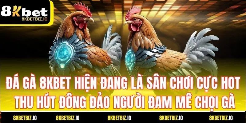Đá gà 8KBET sân chơi cực hot, thu hút đông đảo người đam mê chọi gà