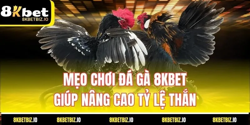 Mẹo chơi đá gà 8KBET giúp nâng cao tỷ lệ thắng